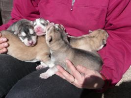 Husky-Welpen